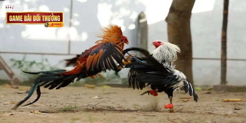 Review 9WIN - Sân chơi đổi thưởng đáng thử từ châu Á 5 Đá gà và bắn cá tạo nên một trải nghiệm thú vị